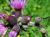 Cirse marais (Cirsium palustre)