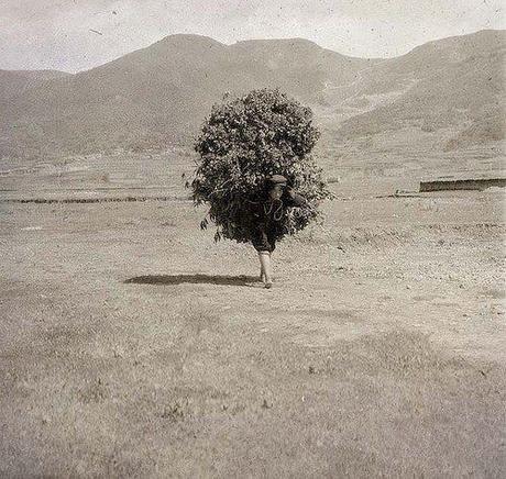 Splendide pampa chinoise