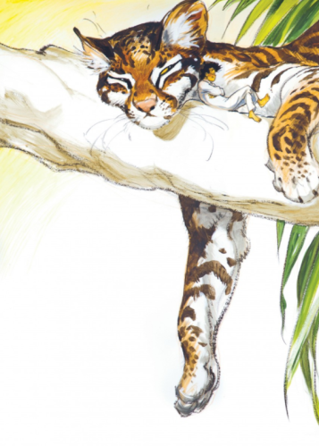 Little nemo d’après Winsor McCay • Frank Pé