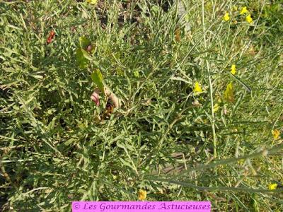 Tarte fine (sarrasin-pois chiches) aux orties et aux pommes de terre (Vegan)