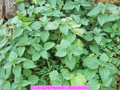 Tarte fine (sarrasin-pois chiches) aux orties et aux pommes de terre (Vegan)