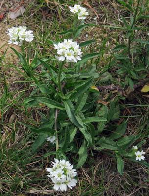 Bertéroa blanchâtre (Berteroa incana)