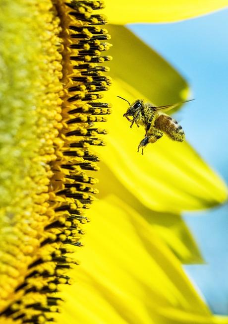 bee abeille pollen cire d abeille tournesol récolte - blog déco - clemaroundthecorner