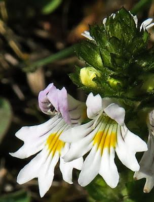 Euphraise officinale (Euphrasia officinalis)