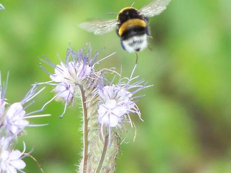 Ensauvager votre jardin pour accueillir la biodiversité