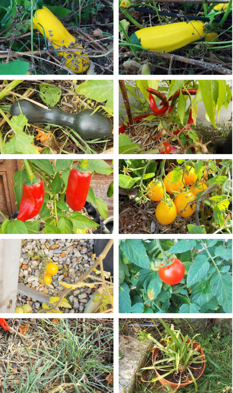 Courgette farcie à l'épeautre (Vegan) Courgette farcie à l'épeautre (Vegan)