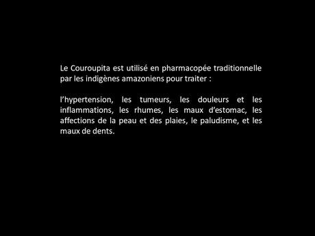 Fleurs Plantes "les boulets canon"