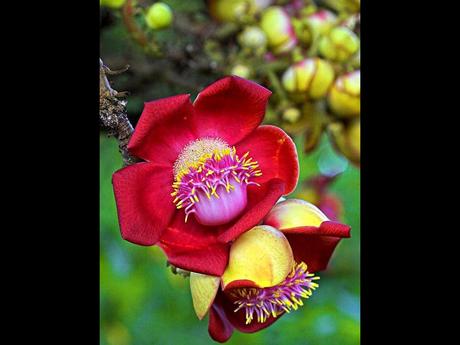 Fleurs Plantes "les boulets canon"