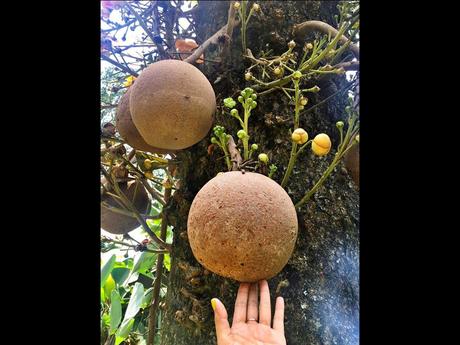 Fleurs Plantes "les boulets canon"