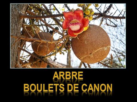 Fleurs Plantes "les boulets canon"