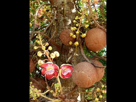 Fleurs Plantes "les boulets canon"