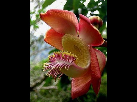 Fleurs Plantes "les boulets canon&quot;