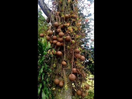 Fleurs Plantes "les boulets canon"