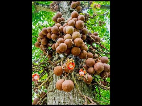 Fleurs Plantes "les boulets canon"