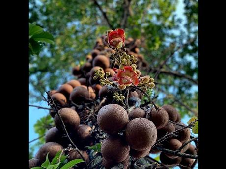 Fleurs Plantes "les boulets canon&quot;