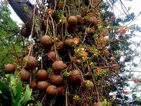 Fleurs Plantes "les boulets canon"