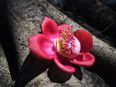 Fleurs Plantes "les boulets canon"