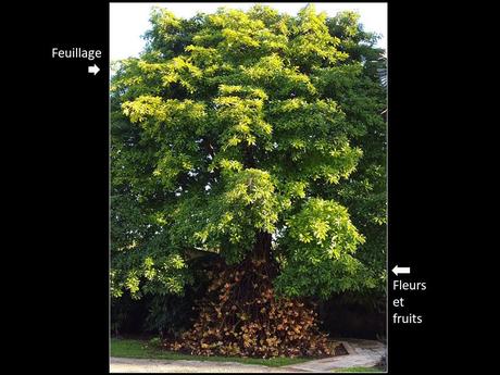 Fleurs Plantes "les boulets canon"