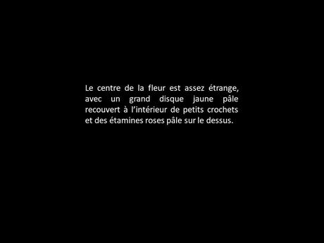 Fleurs Plantes "les boulets canon"