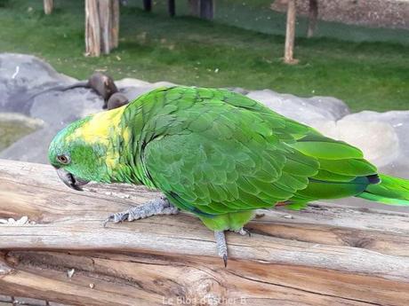 Parrot World : nouveau parc animalier immersif en Seine et Marne