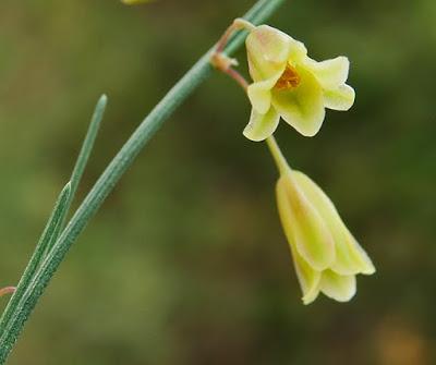Asperge (Asparagus officinalis) Asperge (Asparagus officinalis)