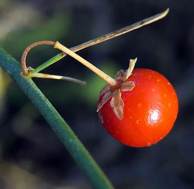 Asperge (Asparagus officinalis) Asperge (Asparagus officinalis)