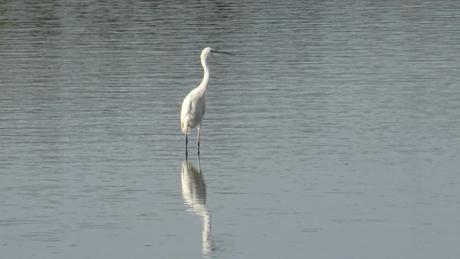 Toute fin d’été dans le marais des Bris Toute fin d’été dans le marais des Bris
