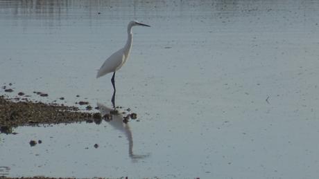 Toute fin d’été dans le marais des Bris Toute fin d’été dans le marais des Bris