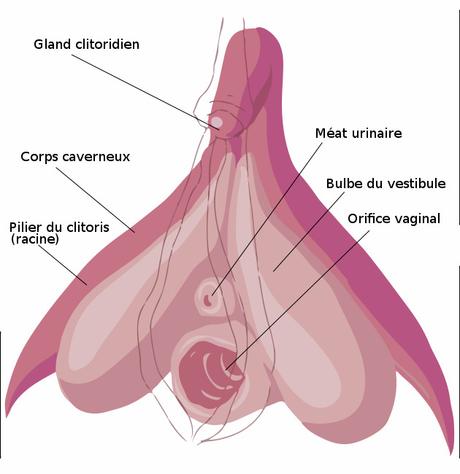5 trucs à savoir sur le clitoris 5 trucs à savoir sur le clitoris