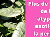 Plus exemples fruitiers atypiques exotiques pour permaculture urbaine (vidéo)