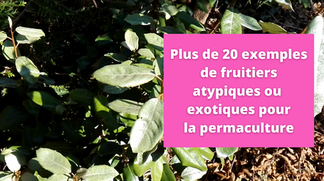Plus de 20 exemples de fruitiers atypiques ou exotiques pour la permaculture urbaine (vidéo)