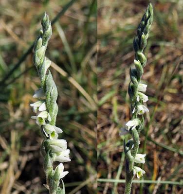 Spiranthe d'automne (Spiranthes spiralis)
