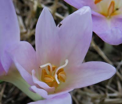 Colchique d'automne (Colchicum autumnale) Colchique d'automne (Colchicum autumnale)