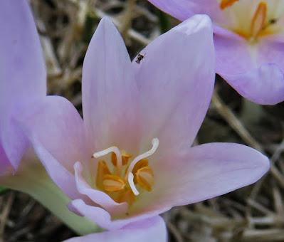 Colchique d'automne (Colchicum autumnale)