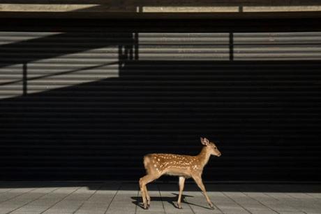 Dans la ville de Nara, au Japon, les cerfs se promènent en liberté. La photographe Yoko Ishii en a profité Dans la ville de Nara, au Japon, les cerfs se promènent en liberté. La photographe Yoko Ishii en a profité