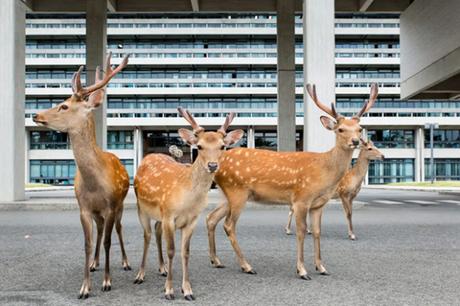 Dans la ville de Nara, au Japon, les cerfs se promènent en liberté. La photographe Yoko Ishii en a profité