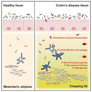 #Cell #crohn #microbioteintestinal #tissuadipeux Translocation du Microbiote Intestinal Viable vers le Tissu Adipeux Mésentérique Entraîne la Formation de Graisse Rampante chez les Humains