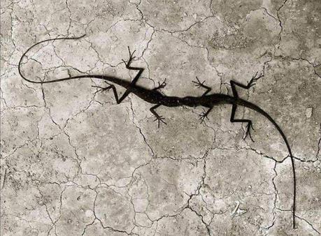 119905253_1009936079444905_8989548198607412323_o