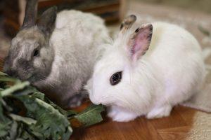 Élever des lapins : tout ce qu’il faut savoir