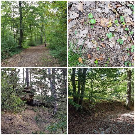 [ACTIVITES] : des activités et des loisirs pour l'automne.