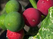 Bryone (Bryonia cretica subsp. dioica)