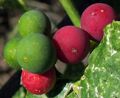 Bryone (Bryonia cretica subsp. dioica) Bryone (Bryonia cretica subsp. dioica)