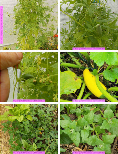 Tajine aux cyclanthères, courgette et pois cassés (Vegan)