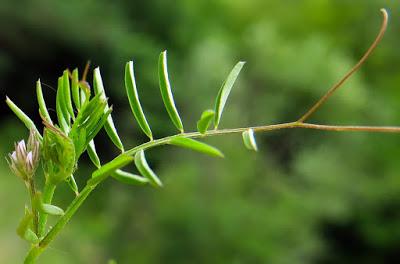 Vesce hérissée (Ervilia hirsuta)