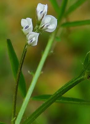 Vesce hérissée (Ervilia hirsuta)
