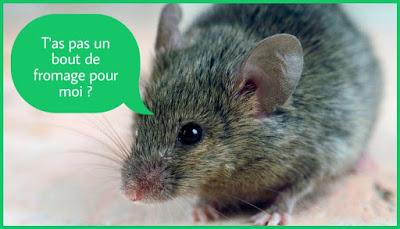 Une petite souris grise