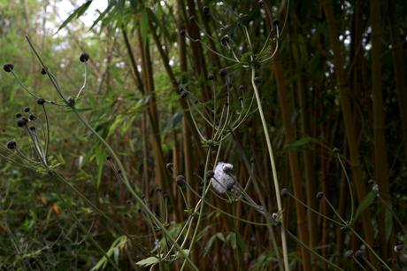Un tour à Lille avec Tradi’Balade