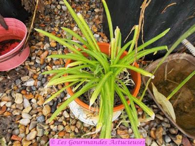 Risotto asiatique aux pois chiches (Vegan)