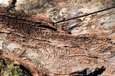 Parcelle d’épicéas scolytés