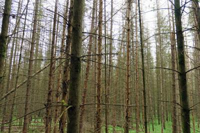 Parcelle d’épicéas scolytés